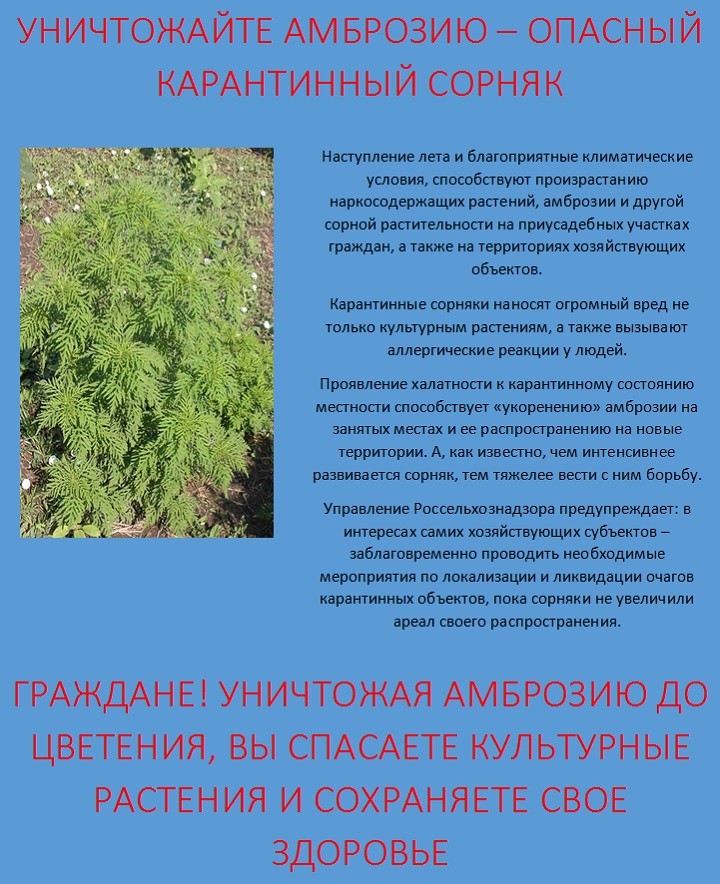 5f1532dd2c6655.28743455_ambroziya_7657.jpg